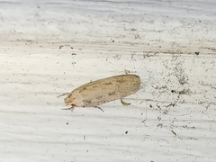 Platyedra subcinerea