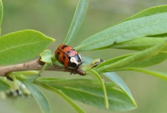 Cryptocephalus octopunctatus