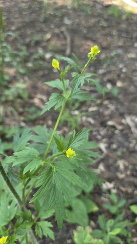 Ranunculus pensylvanicus, photograph 6