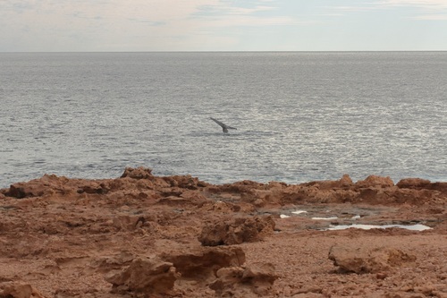 Humpback Whale