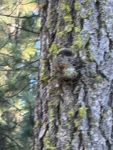 Douglas's Squirrel