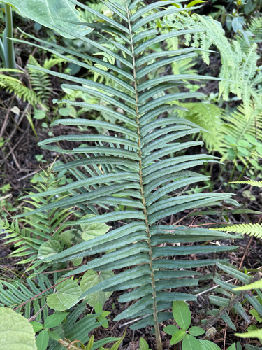 Pteris longifolia observed 2026-08-10