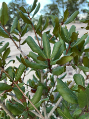 Quercus inopina, photograph author not stated, no rights reserved