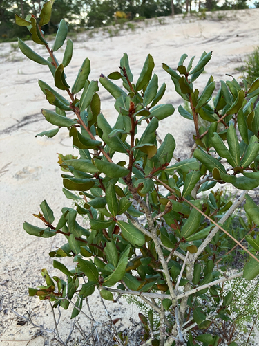 Quercus inopina, photograph 3