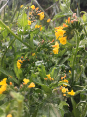 Amsinckia spectabilis