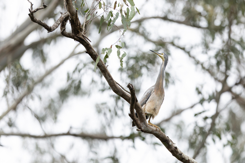 White-faced Heron