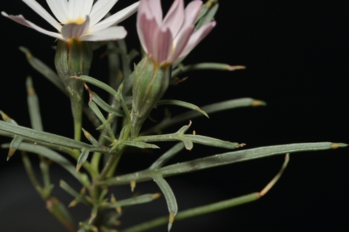 Nicolletia edwardsii