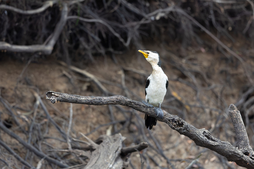 Little Pied Cormorant