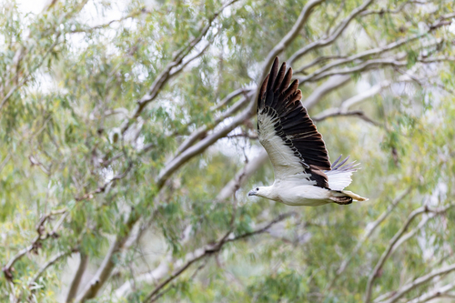 White-bellied Sea-Eagle
