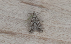 Alucita montana