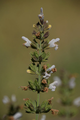 Salvia