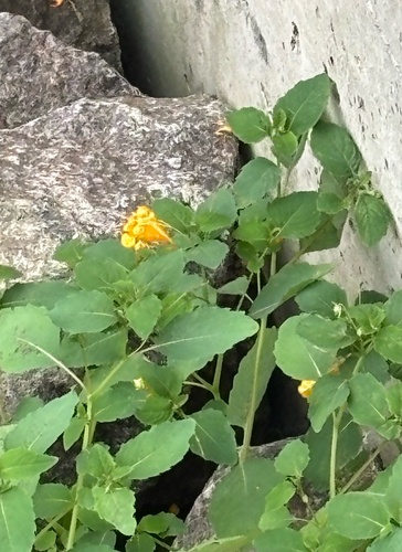 common jewelweed