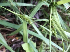 Carex abscondita