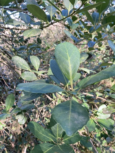 Ilex paraguariensis, photograph 4