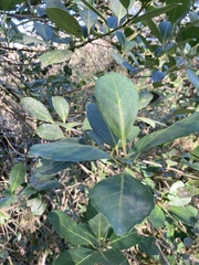 Ilex paraguariensis, photograph (c) Martin Coronel Varela, some rights reserved (CC BY)