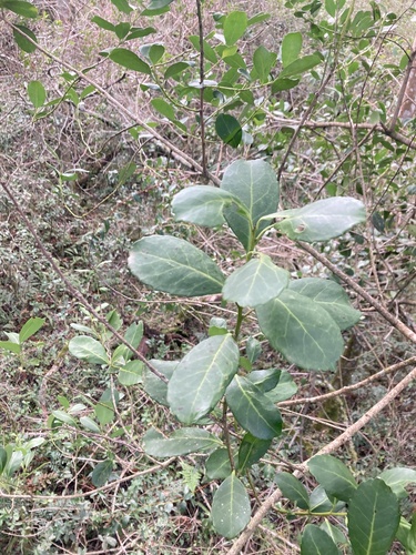 Ilex paraguariensis, photograph 5