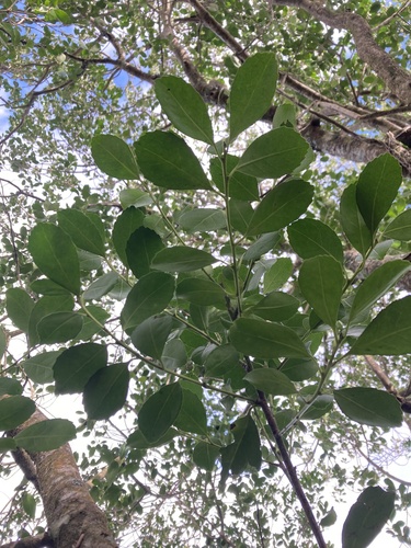 Ilex paraguariensis, photograph 6