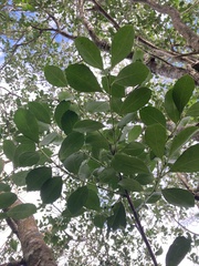Ilex paraguariensis, photograph (c) Martin Coronel Varela, some rights reserved (CC BY)