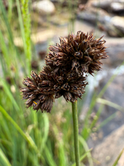 (c) Samuel Buckner, some rights reserved (CC BY) Juncus ensifolius, photograph (c) Samuel Buckner, some rights reserved (CC BY)