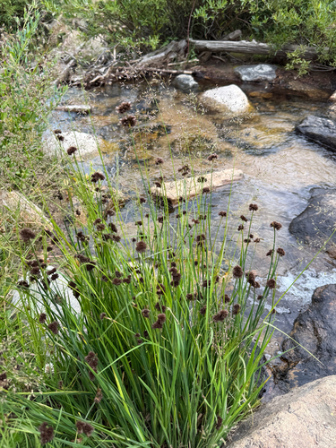 Juncus ensifolius, photograph 2