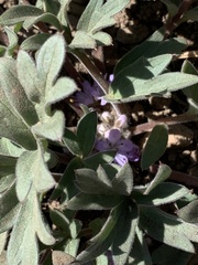 Hydrophyllum alpestre