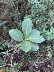 Ilex paraguariensis