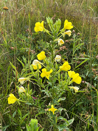 evening primroses, sundrops, and beeblossoms