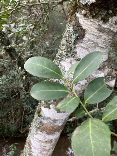 Ilex paraguariensis, photograph 2