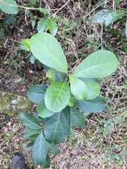 Ilex paraguariensis, photograph (c) Martin Coronel Varela, some rights reserved (CC BY)