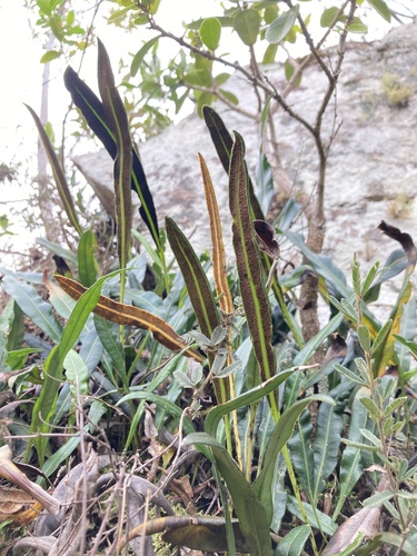 Elaphoglossum gayanum, 2026-08-10