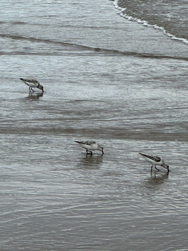 Sanderling