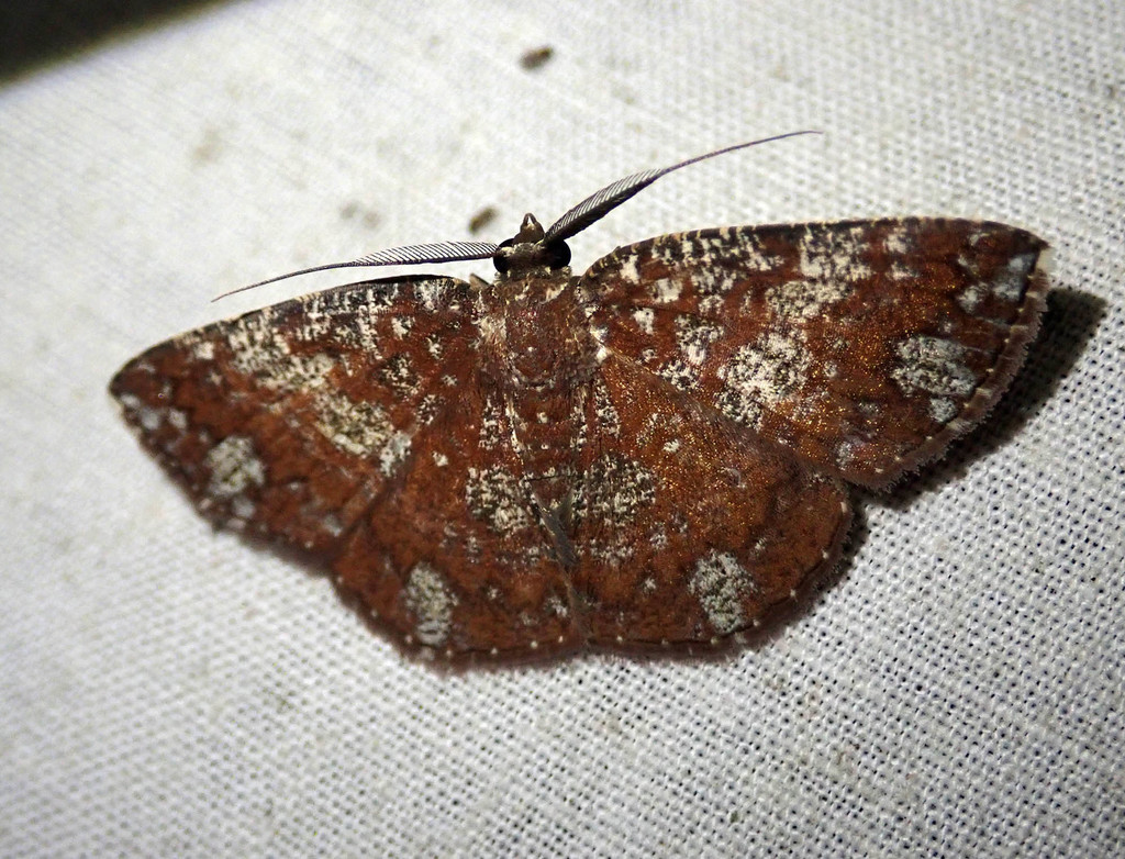 Astygisa stueningi