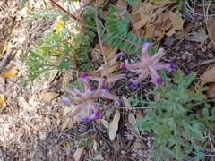 Astragalus tephrodes