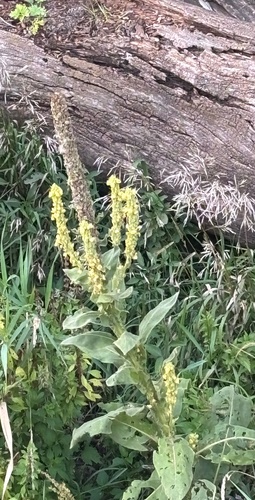 great mullein