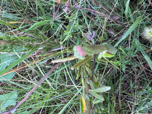 Chinese Mantis