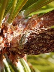 Pachyrhinus californicus