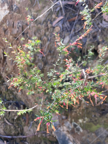 Common Heath