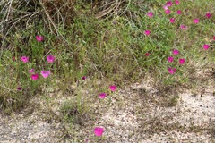 Callirhoe involucrata