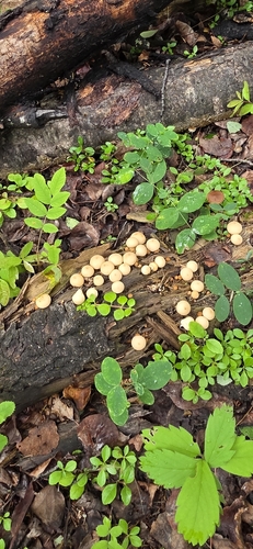 Pear-shaped Puffball