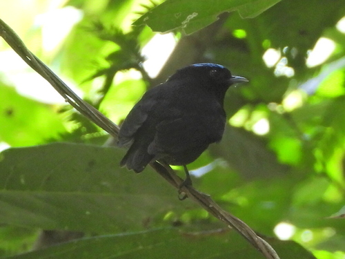 Velvety Manakin