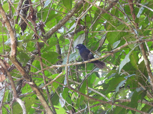 Blue-black Grosbeak
