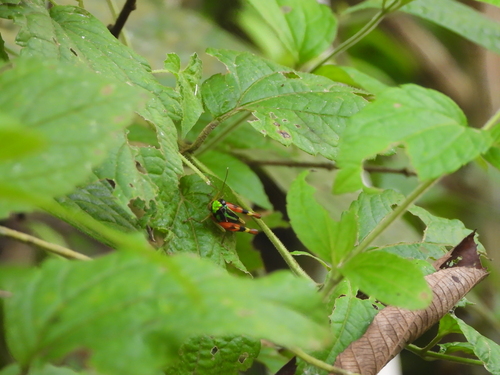 Taeniophora femorata