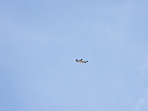 Swallow-tailed Kite