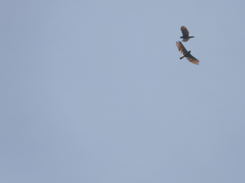Roadside Hawk