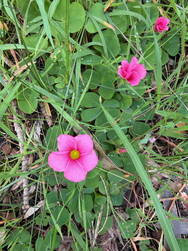 Purple woodsorrel