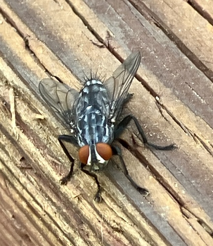 iNaturalist observation photo of Flesh Flies and Satellite Flies