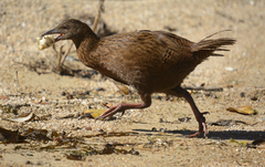 Gallirallus australis scotti