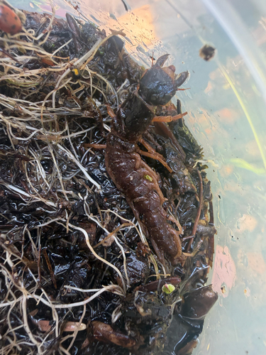 iNaturalist observation photo of Orohermes crepusculus