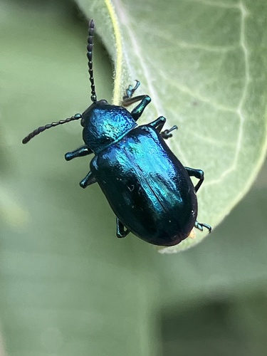 iNaturalist observation photo of Cobalt Milkweed Beetle
