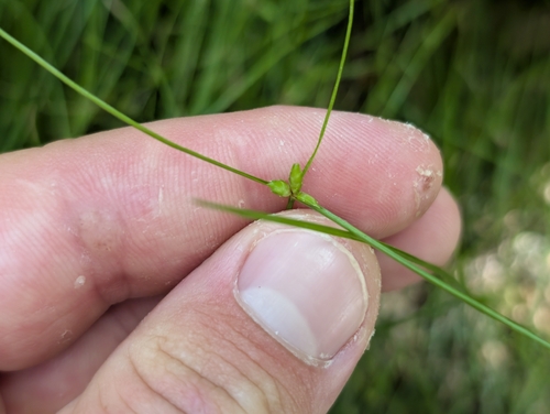 Cyperus gracilis observed 2026-08-10